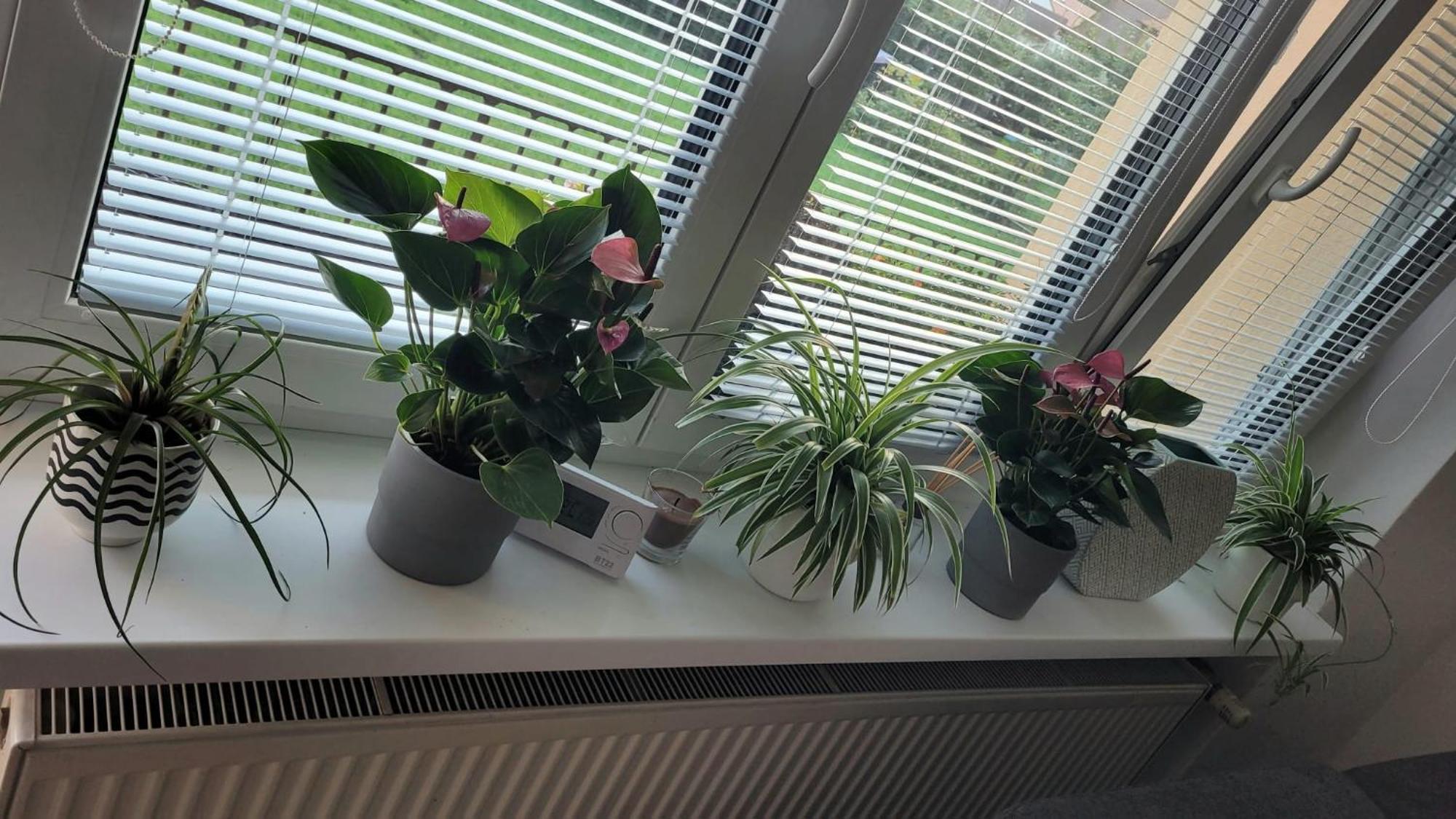 Novy Apartman Eva Jičín Eksteriør billede